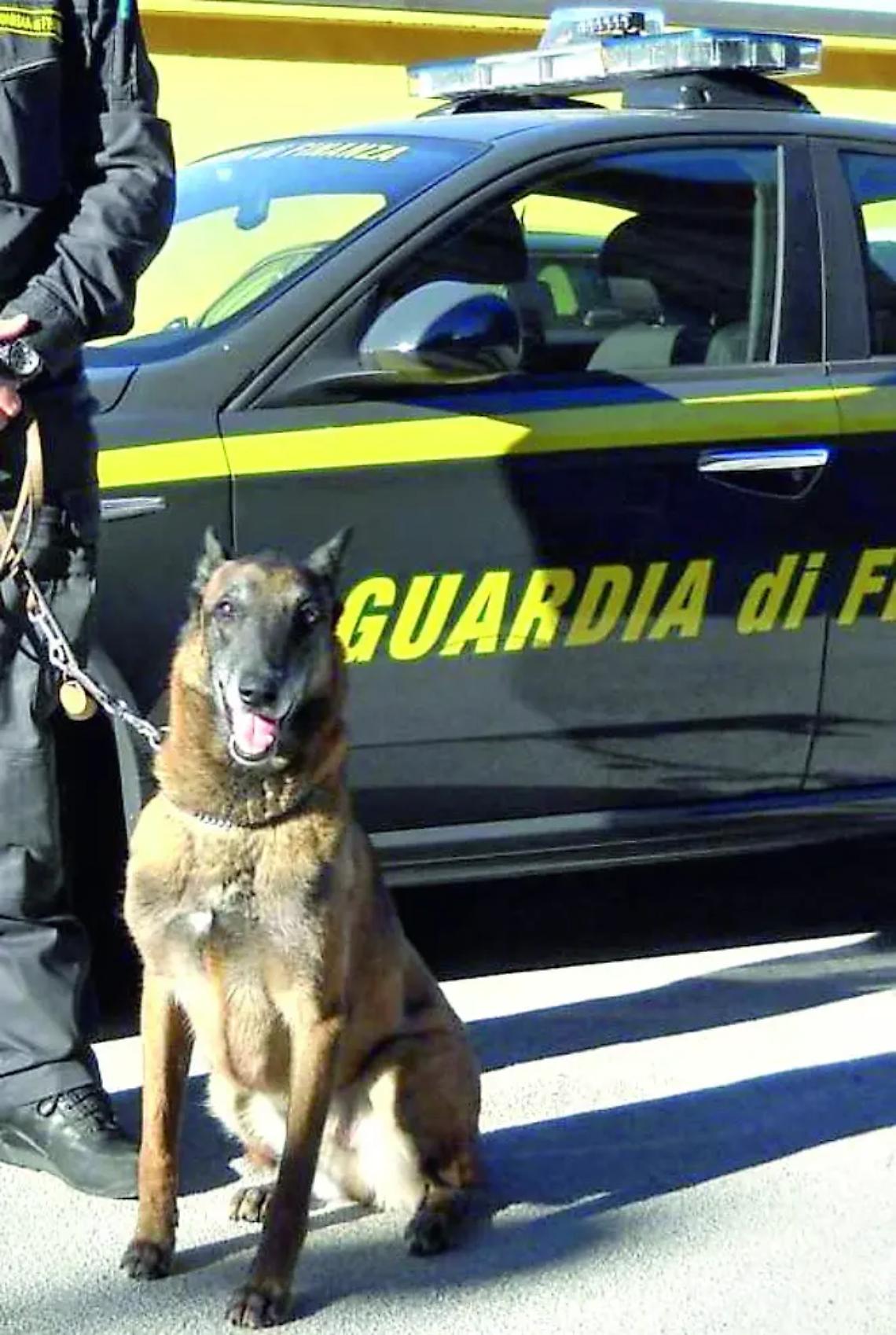 Gdf, sequestrate piante di marijuana alte oltre tre metri: denunciato 60enne