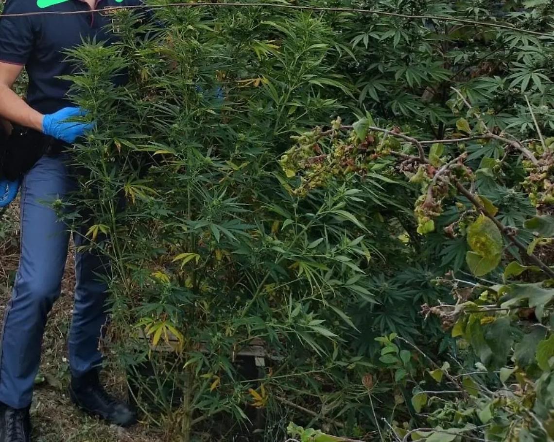 La marijuana tra la verdura: arrestato