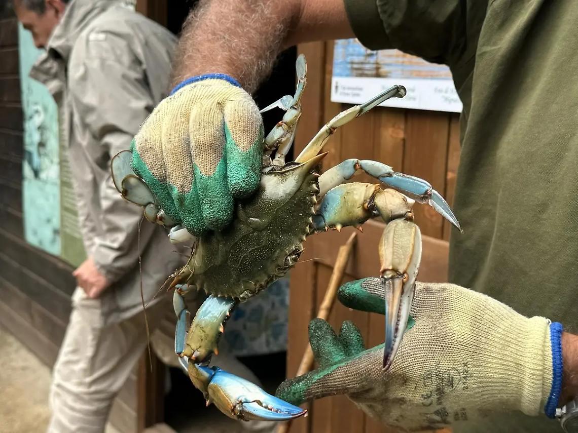 &laquo;I granchi blu cibo per cani e gatti, progetto utile per tutelare la costa&raquo;