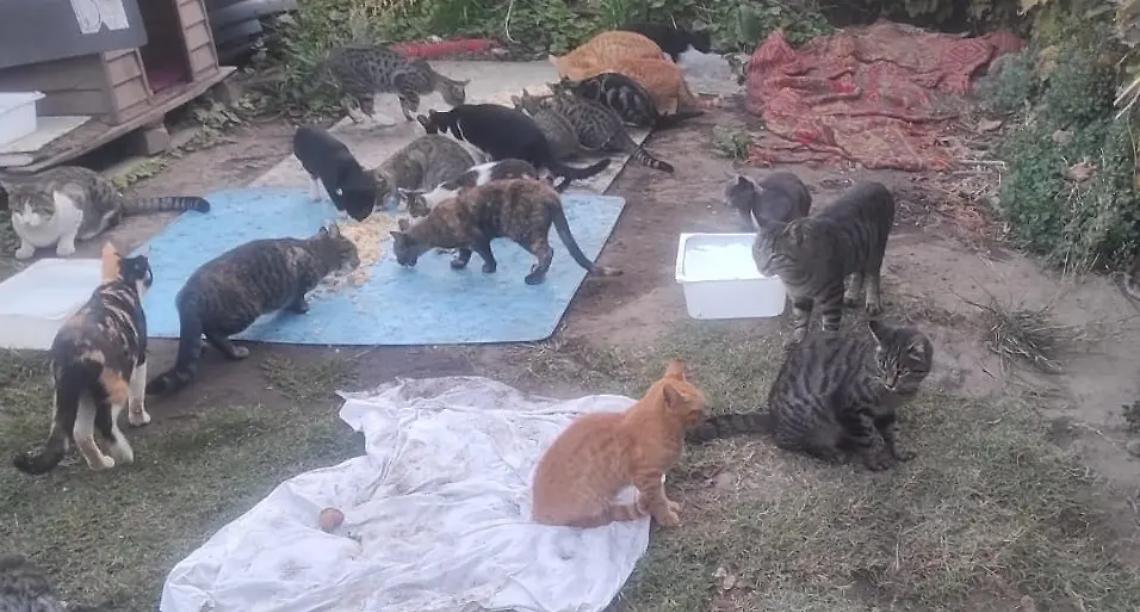 Animali e volontari senza tutele, l&rsquo;opposizione: &laquo;Basta indifferenza&raquo;