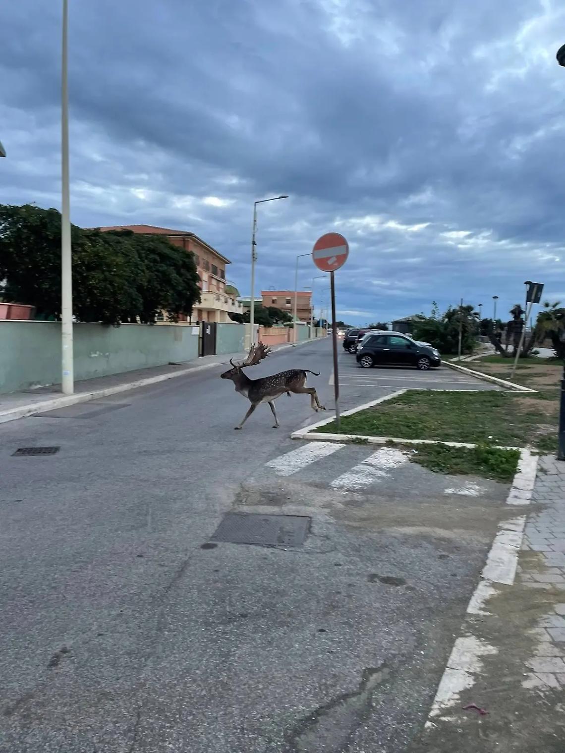 Ladispoli, daino a spasso in citt&agrave;: poi si tuffa in mare