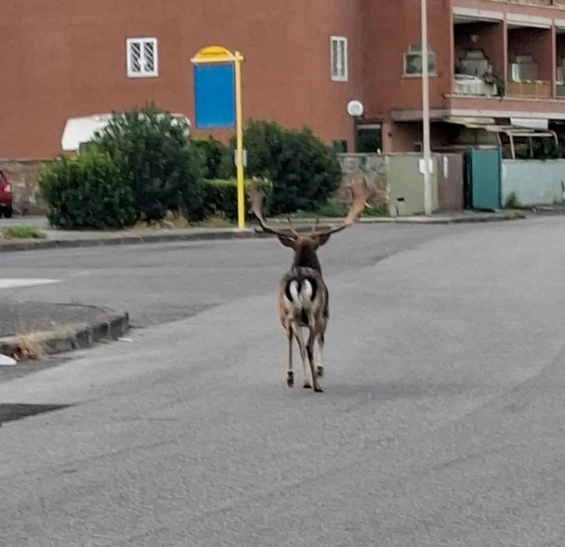 Daino, ricerche nel bosco di Palo: arriva anche la Forestale e si alza un drone
