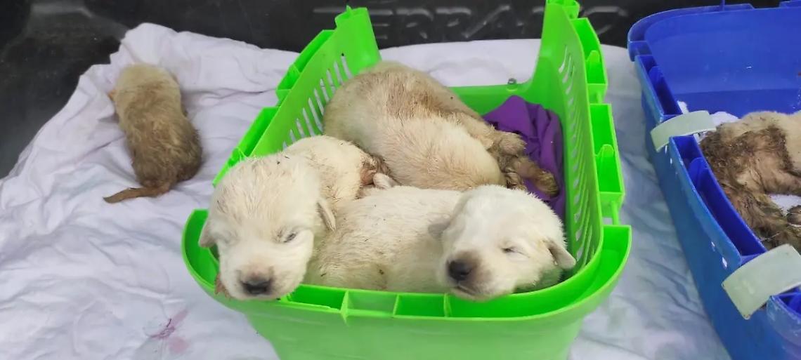 Dieci cuccioli gettati tra i rifiuti, uno non ce la fa. Gli altri salvi per miracolo