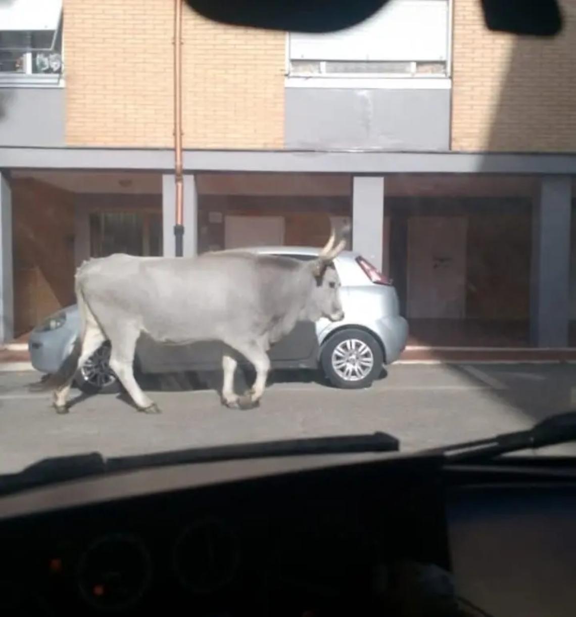Insolito avvistamento a Campo dell&rsquo;Oro: una mucca a passeggio per le strade