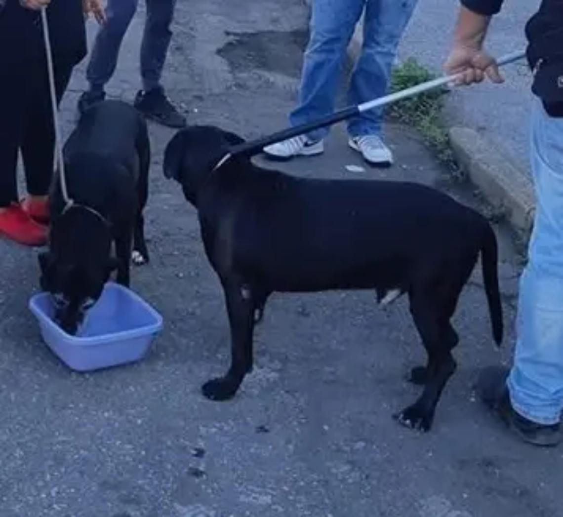 Possessori di cani, un corso gratuito per il patentino