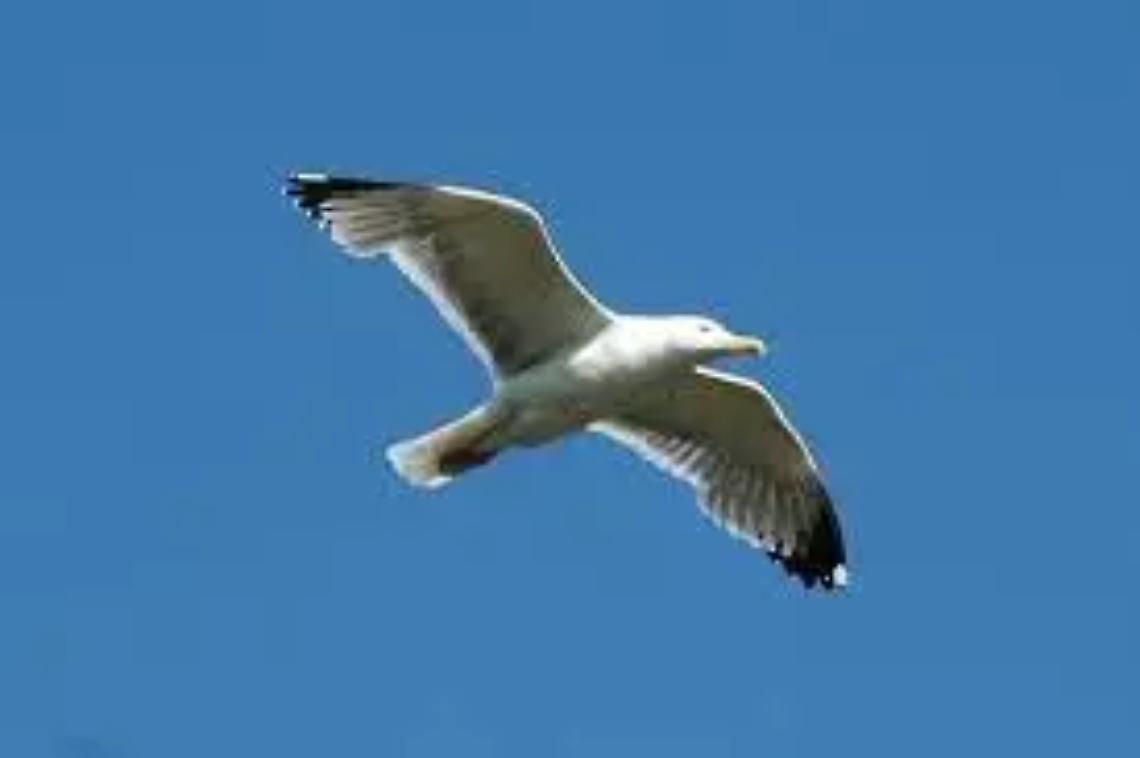 &laquo;Abbattuti illegalmente quattro esemplari di uccelli non cacciabili&raquo;