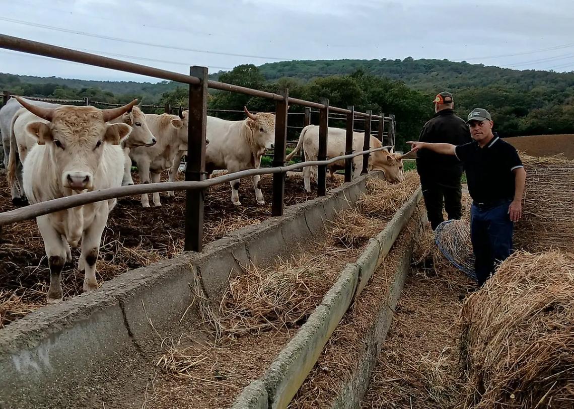 Universit&agrave; Agraria Tarquinia, pubblicato il bando per l&rsquo;acquisto dei vitelli