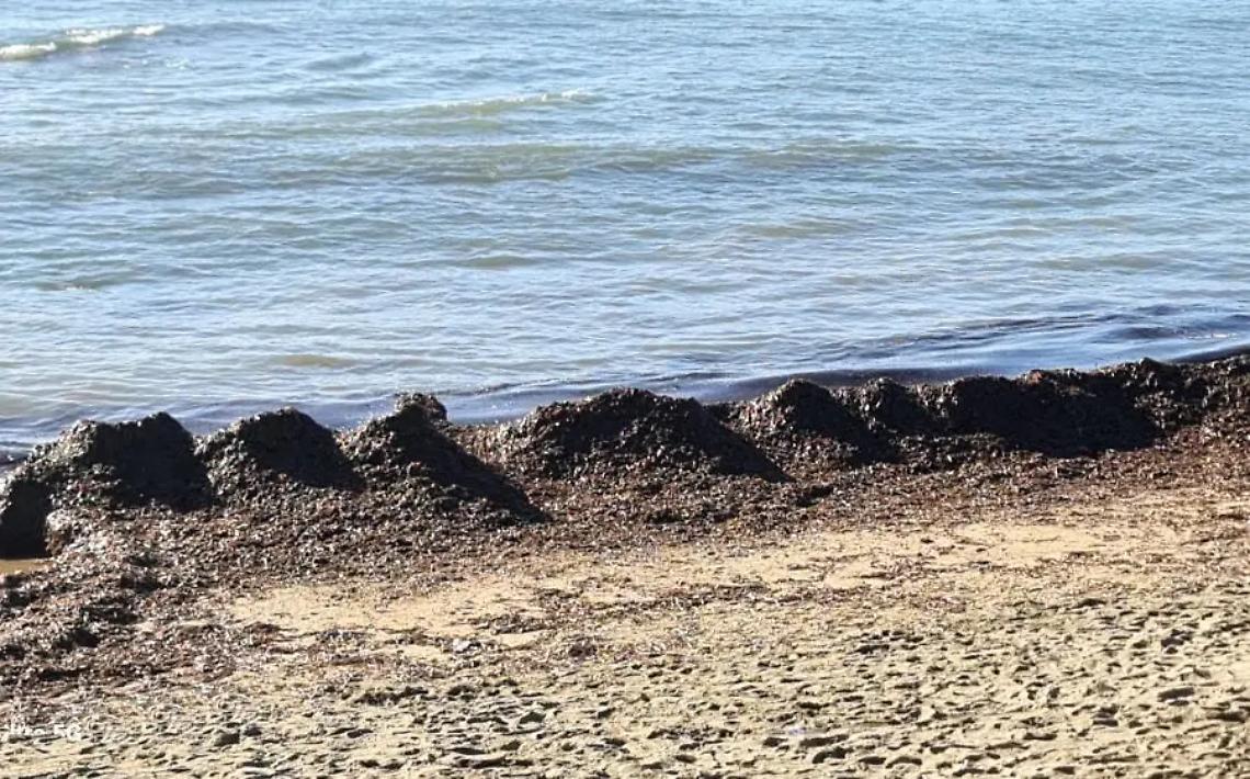 La Posidonia oceanica a Santa Marinella ha una enorme importanza ecologica