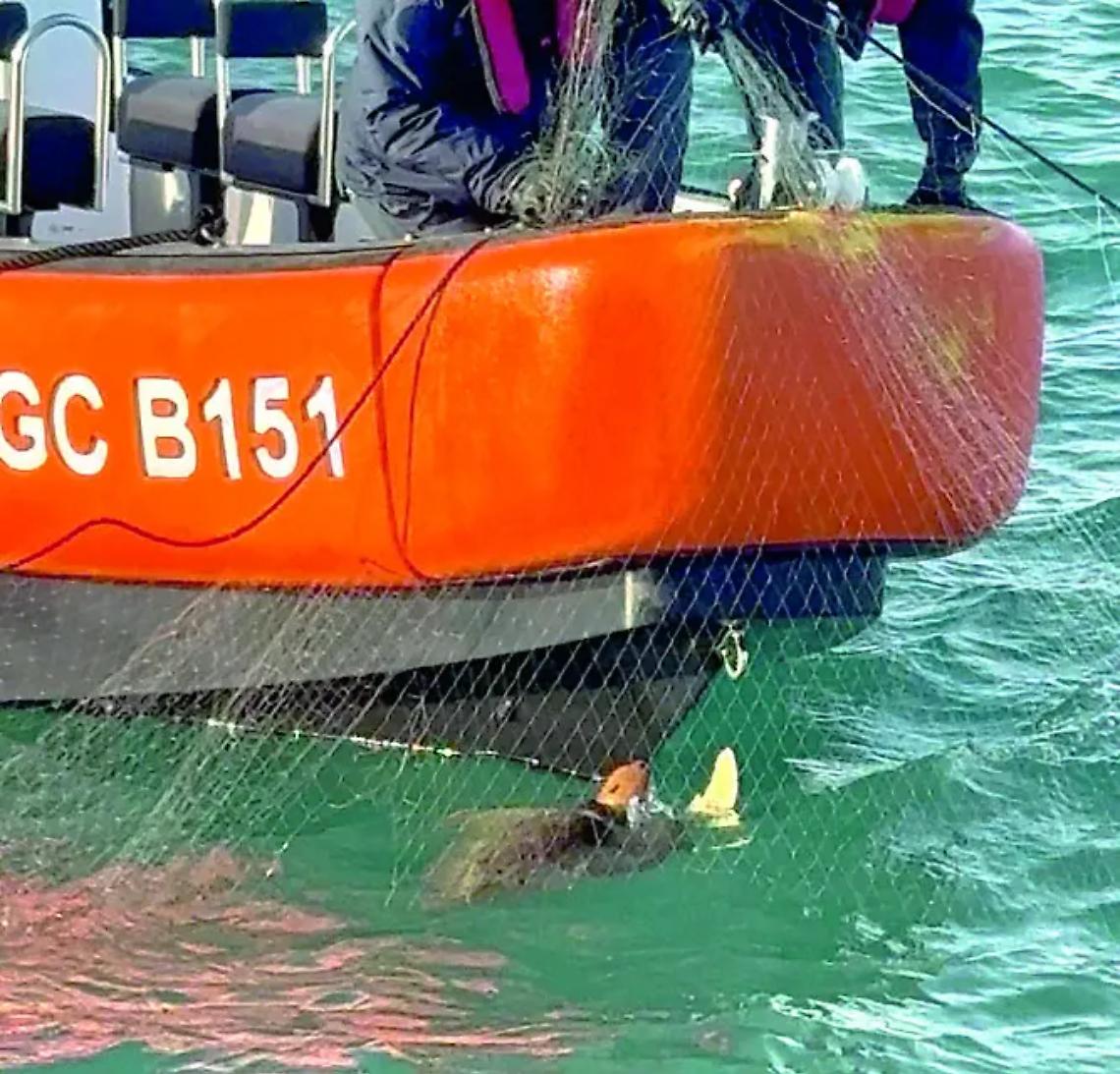 Salvata tartaruga marina Caretta Caretta