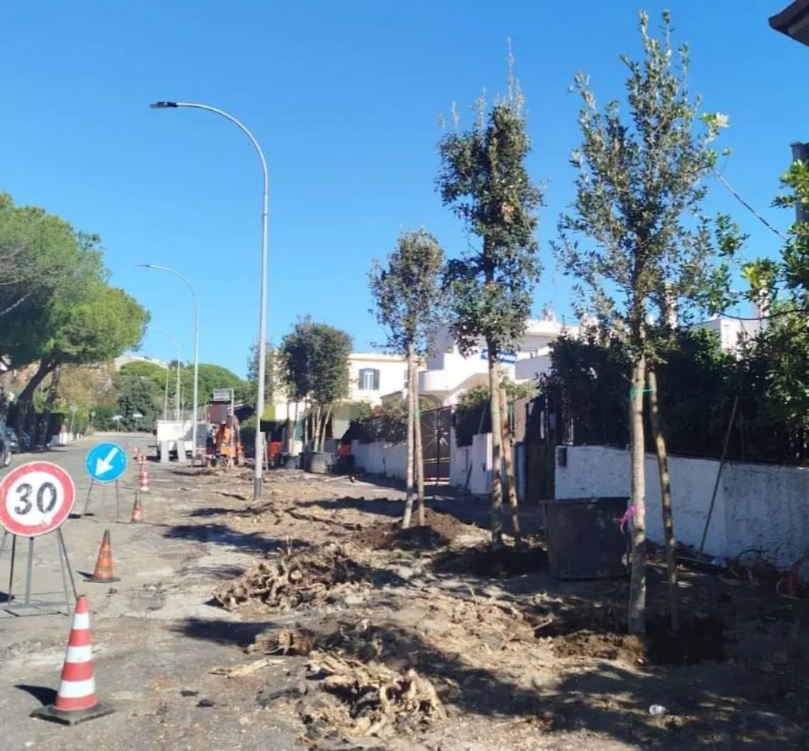 &laquo;L&rsquo;assessora Mei parla di &ldquo;ripiantumazione e compensazione&rdquo; , finalmente il tema entra nella cultura amministrativa di S. Marinella&raquo;