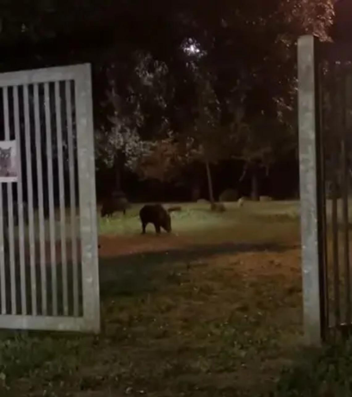 Tornano i cinghiali nei parchi, l&rsquo;allarme scatta al Miami