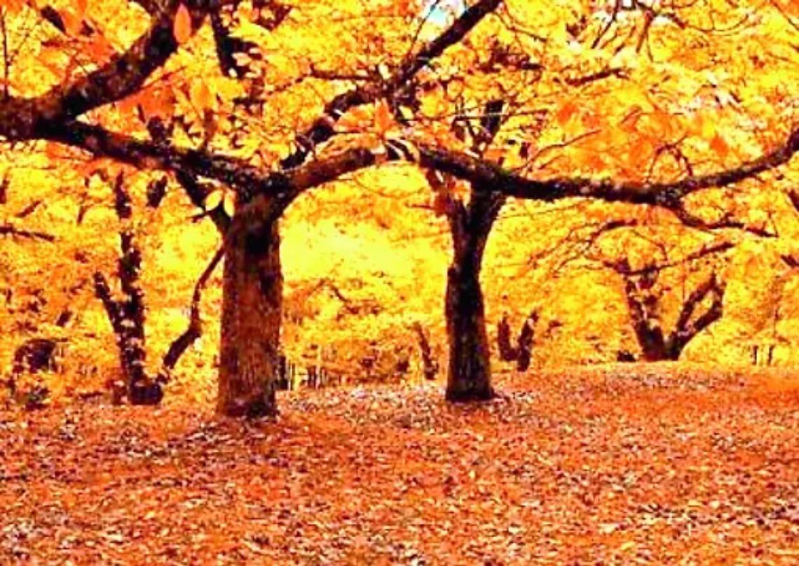 Cooperativa &ldquo;Il Castagneto&rdquo;: bilancio positivo, ma cresce la preoccupazione per le vendite individuali