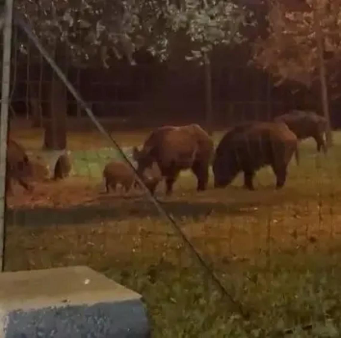 I cinghiali aumentano nel parco dei bimbi