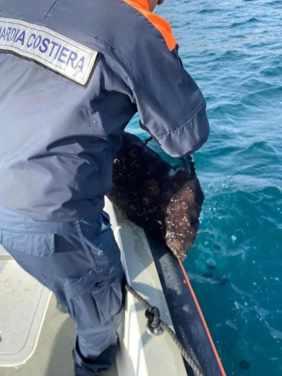 Sequestrati a Santa Marinella oltre 2mila ricci di mare dalla Guardia costiera