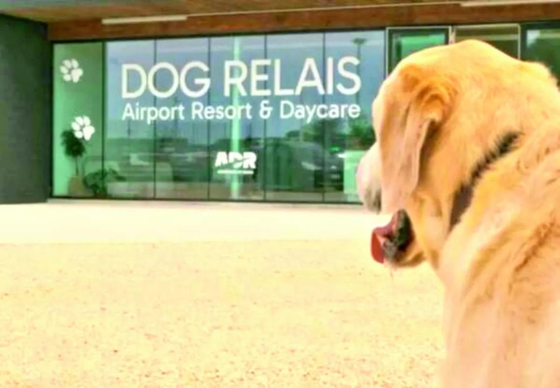 Dog relais all&rsquo;aeroporto di Fiumicino Il primo asilo e pensione per cani