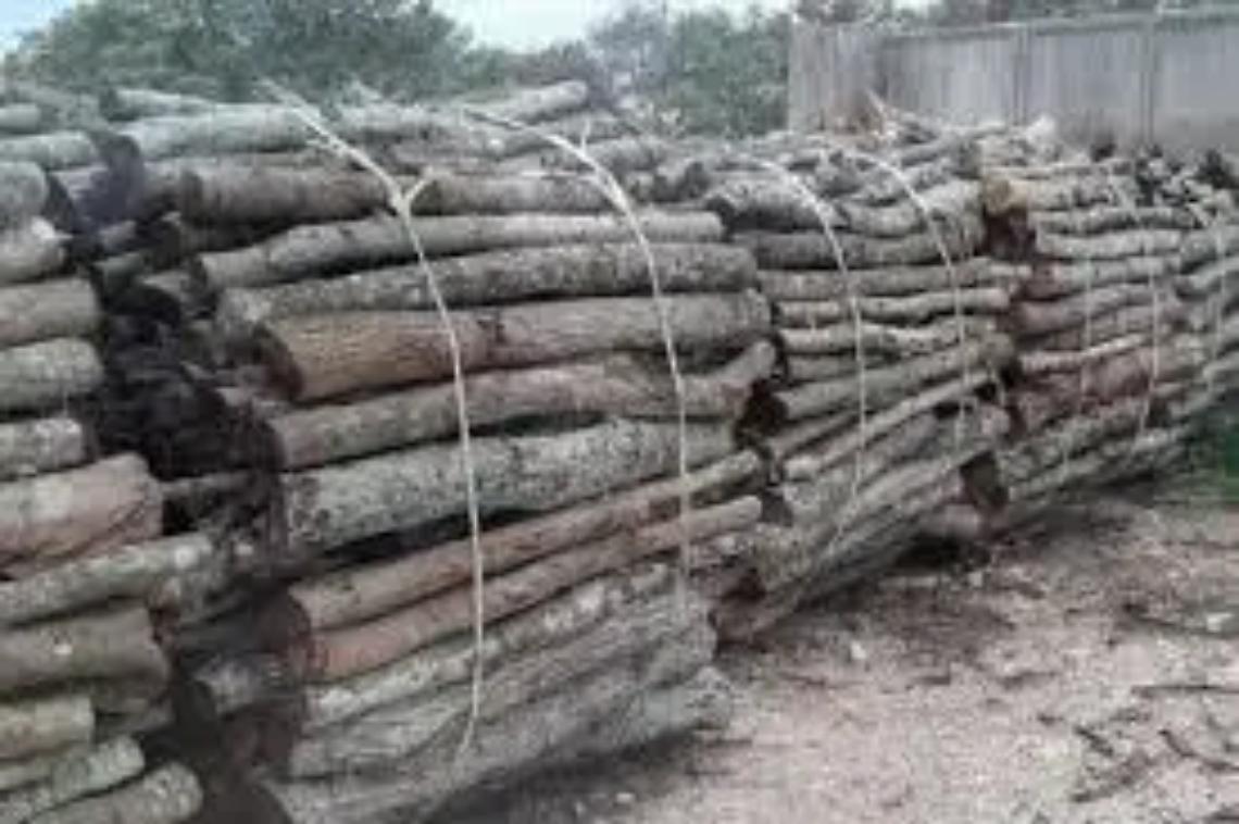 Legna da ardere, l&rsquo;Universit&agrave; agraria di Tarquinia vende anche tagli da camino con consegna a domicilio