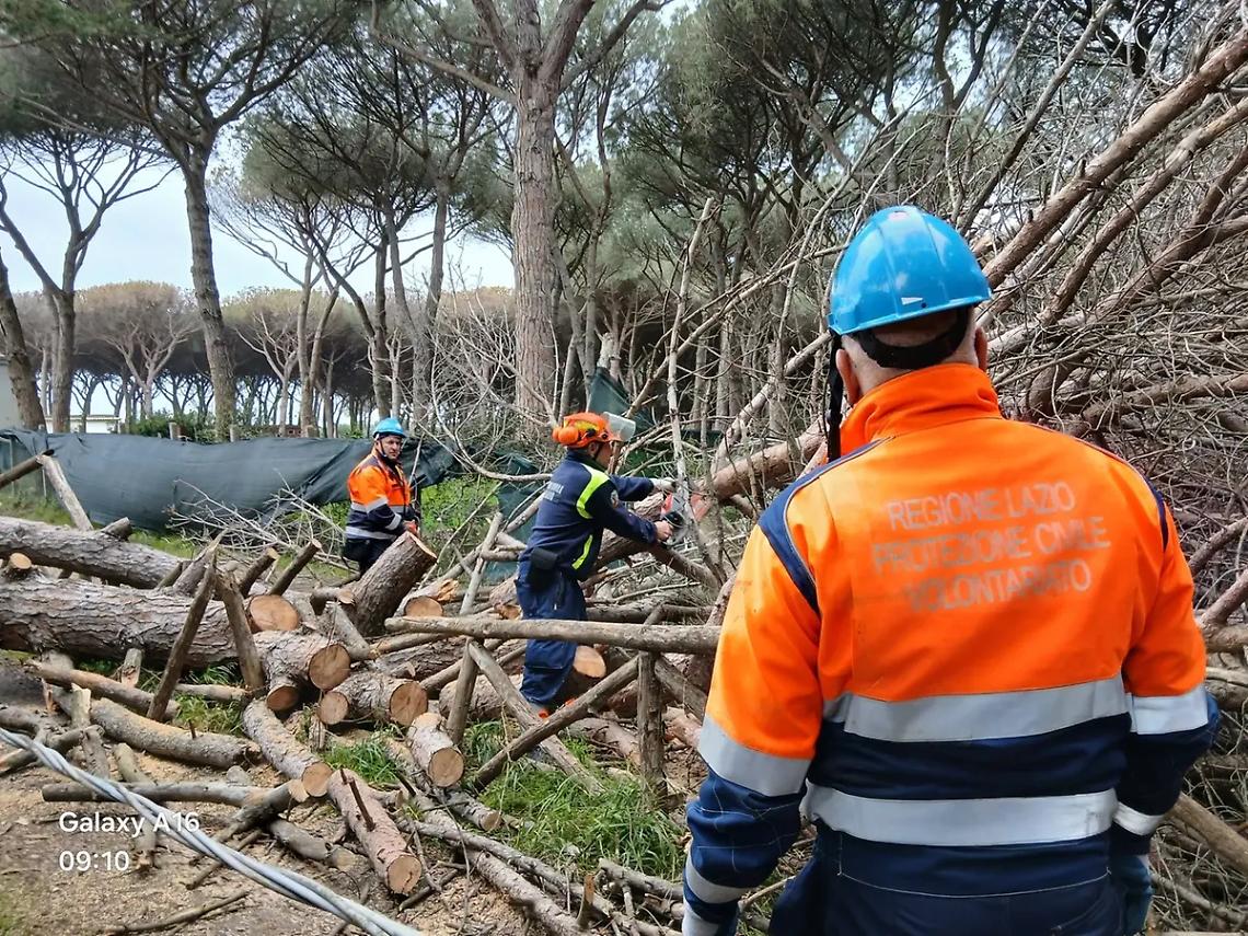Albero caduto a Riva dei Tarquini: intervento dei volontari Aeopc e dei vigili del fuoco