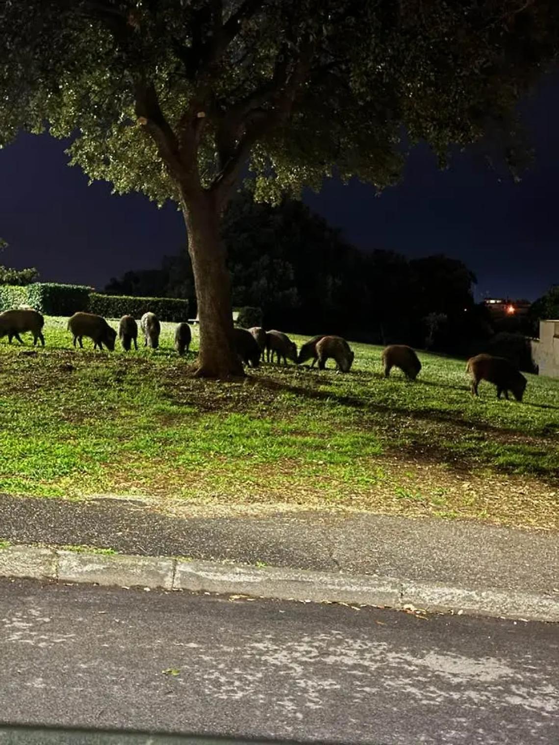 Cinghiali: da Ladispoli a Campo di Mare si susseguono gli avvistamenti