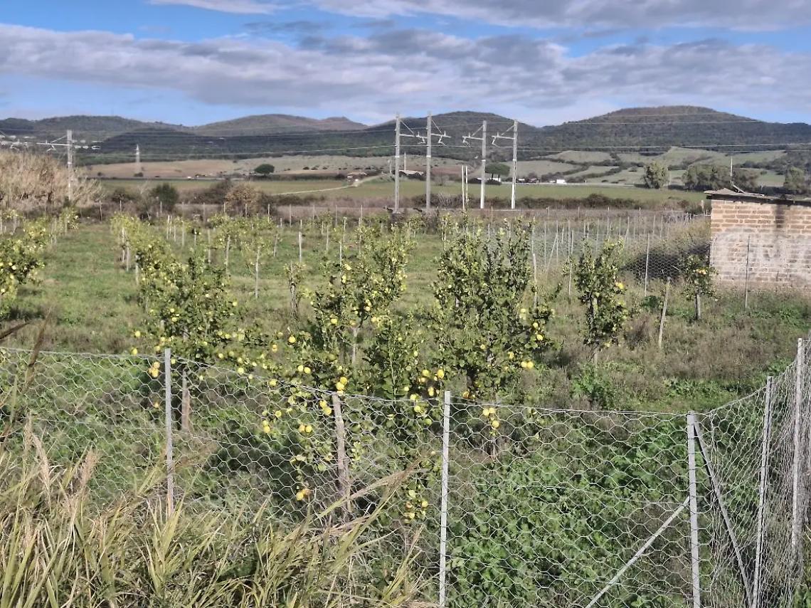 Pietro Tidei: &laquo;Il limoneto di Santa Severa con le basse temperature rischia di logorarsi&raquo;