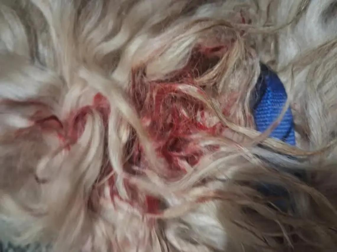 Cucciolo azzannato da un altro cane