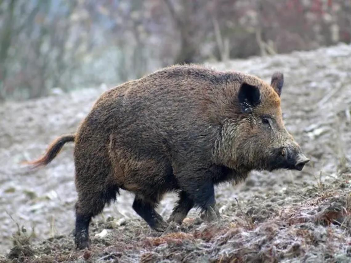 Tuscania: attaccato da un cinghiale, ferito un cacciatore