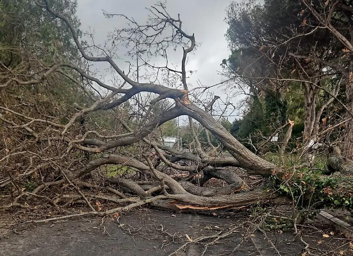Cade un albero sulla ciclabile di Palo: dramma sfiorato