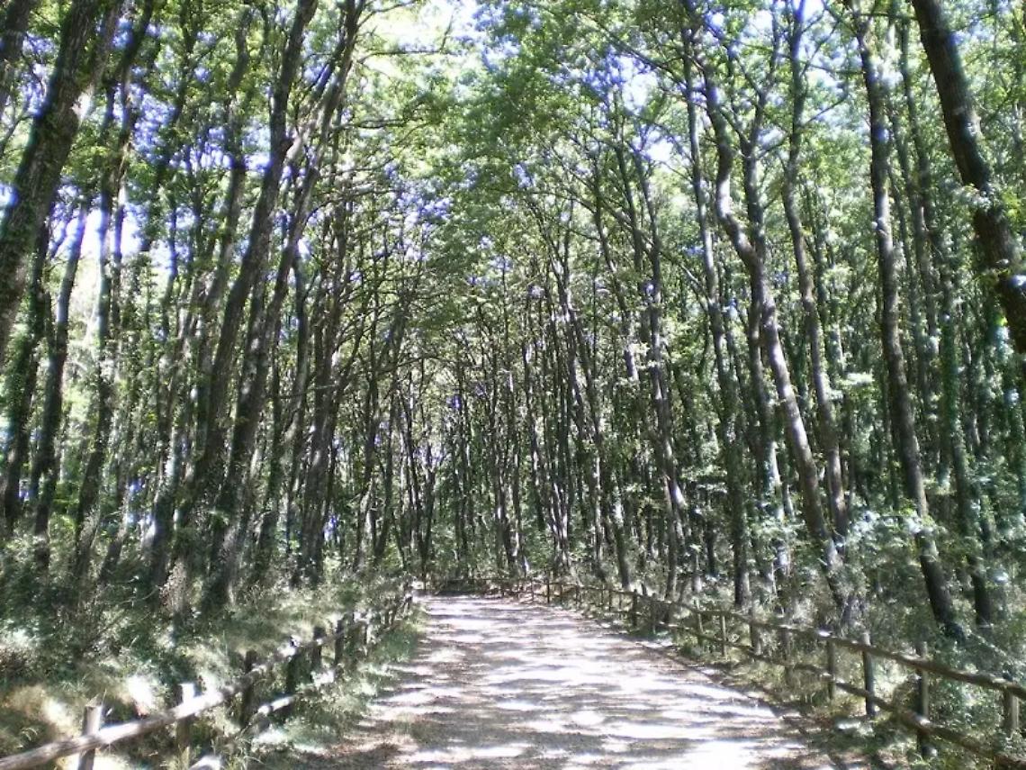 Forest Therapy al faggeto: viaggio nella natura