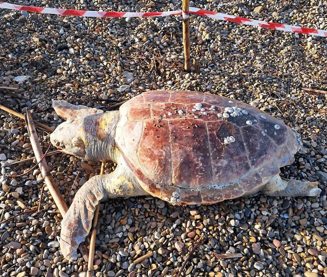 Tartaruga spiaggiata alla Marina