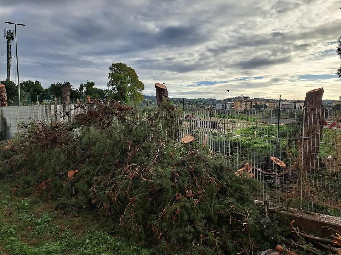 Pini tagliati all&rsquo;Uliveto senza permessi, Giannini: &laquo;Procederemo contro i responsabili&raquo;