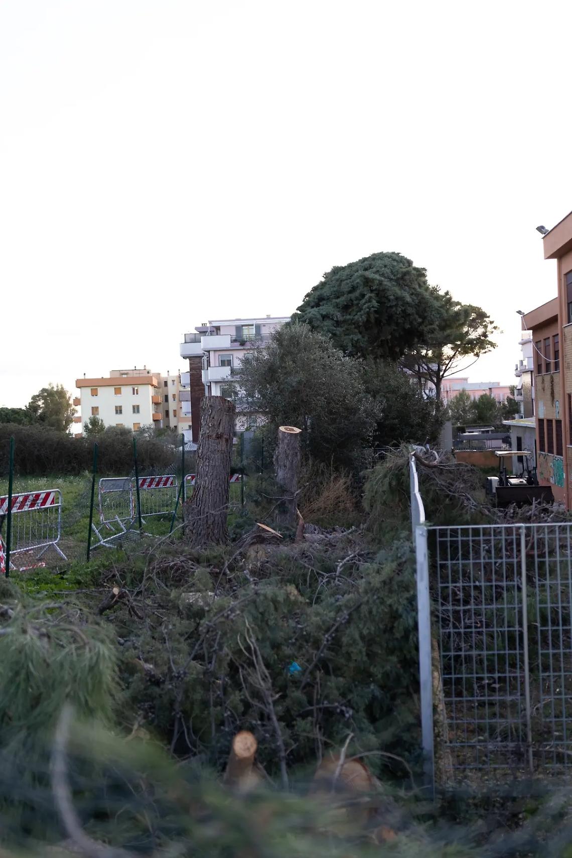 Pini tagliati all&rsquo;Uliveto, operazioni in urgenza di Citt&agrave; metropolitana