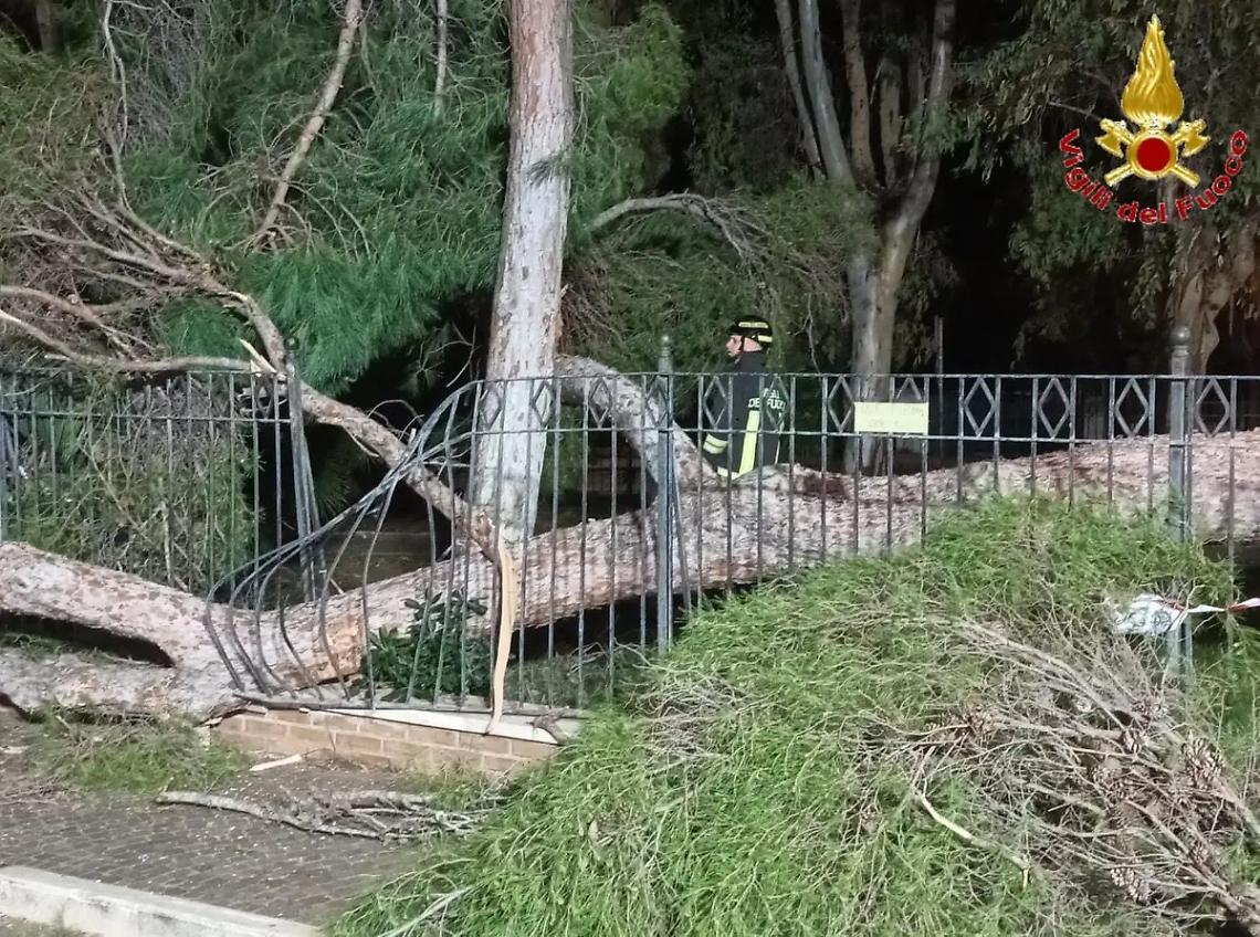 Pino crolla nella notte: intervento dei Vigili del Fuoco