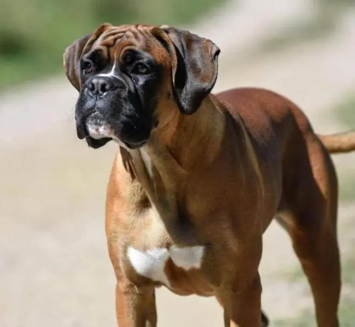 Cane sciolto cerca di assalire cucciolo e padrona: paura in citt&agrave;