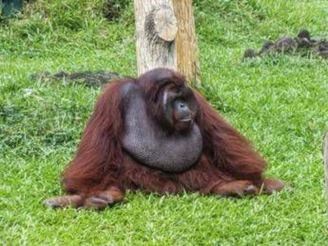 Scimpanz&eacute; e alcol, confermata l'ipotesi della 'scimmia ubriaca': tracce di etanolo nelle urine