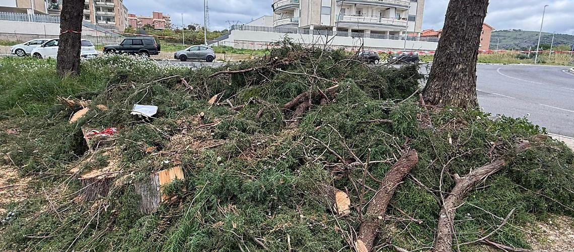 Alberi a San Liborio, scoppia il caso: botta e risposta tra l'assessore Giannini e i consiglieri metropolitani