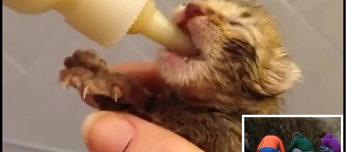 Il cuore immenso di Civitavecchia salva una mamma gatta e i suoi sette cuccioli