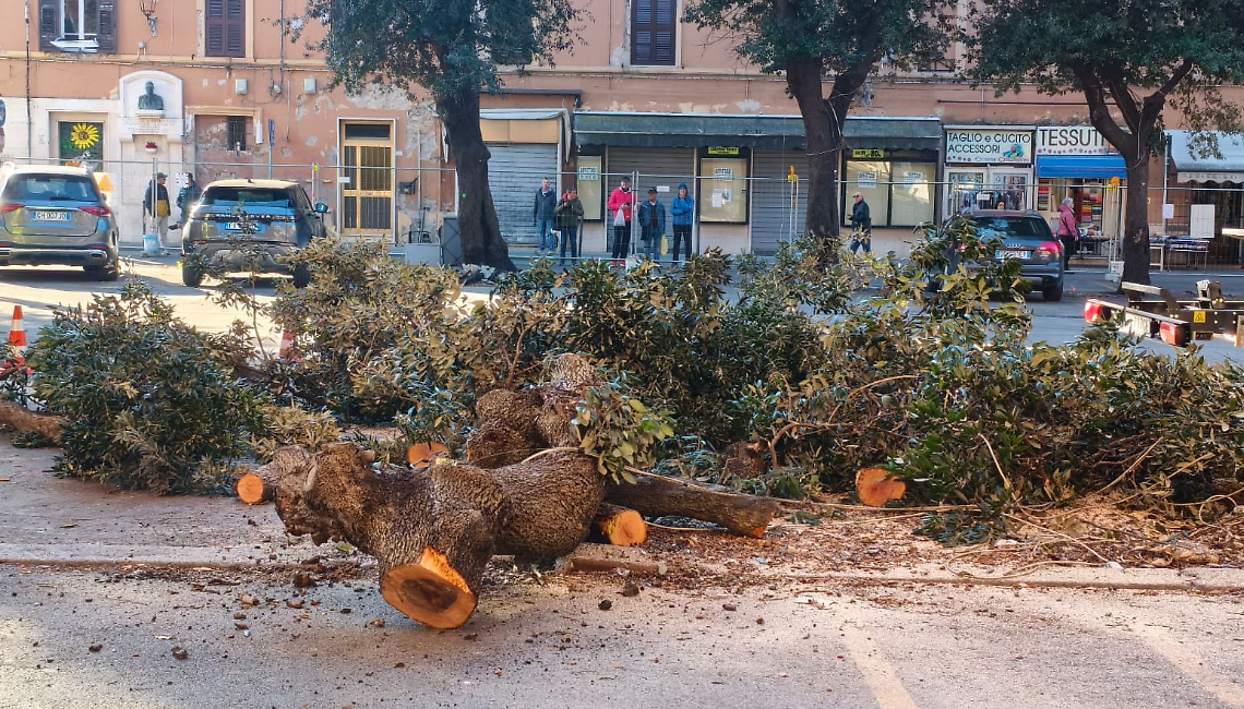 Alberi del mercato, il Pincio tira dritto: motoseghe in azione all&rsquo;alba