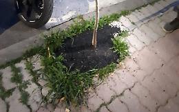 Asfalto nell'aiuola, scattano le verifiche 