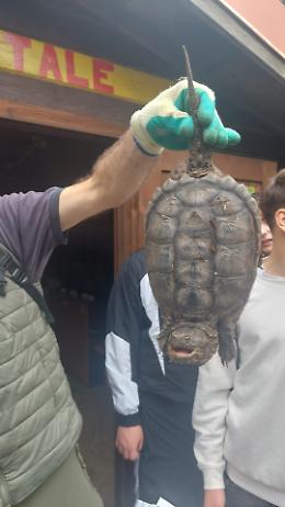 Torre Flavia, ritorno indesiderato: avvistata la tartaruga azzannatrice