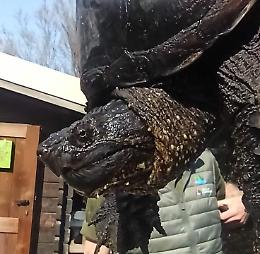 Invasione di tartarughe &ldquo;aliene&rdquo;: centinaia pronte ad essere catturate