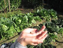 Orti urbani, concessione rinnovata alla Diocesi