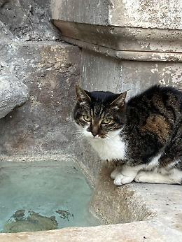 Uccisione di "Signorina", l'appello di LNDC: &laquo;Denunciate, anche un dettaglio pu&ograve; fare la differenza&raquo;