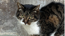 Addio a Signorina, la gattina di tutti: &laquo;Uccisa brutalmente nel centro storico&raquo;