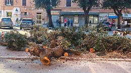 Alberi del mercato, il Pincio tira dritto: motoseghe in azione all&rsquo;alba