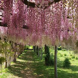 Riapre il giardino delle peonie