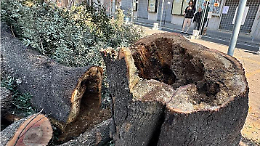 Piazza Regina Margherita, restano solo quattro alberi 