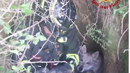 Paura in giardino: cane di grossa taglia resta intrappolato in una buca tra le radici delle piante: salvato dai vigili del fuoco