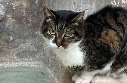 Uccisione di Signorina, la Asl: &laquo;Profondamente scioccati&raquo;