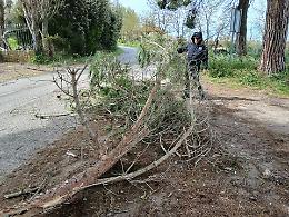 Litorale sferzato dal vento: rami caduti e strade interrotte, volontari Aeopc e Polizia locale in azione