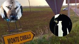 Ladri nelle campagne: avvelenano i cani per ripulire le case