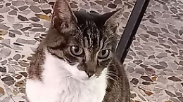 Gattina massacrata, il quartiere si ribella